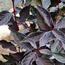 Дерен білий Найтфолл / Дерен Найтфолл С3